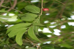 Alangium salviifolium